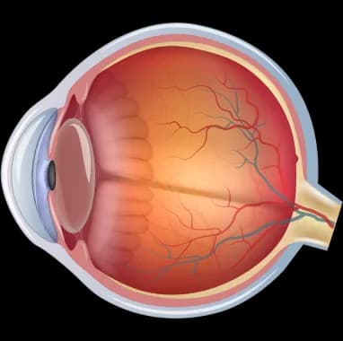 Cross-section illustration of the eye showing the uvea between the sclera and retina